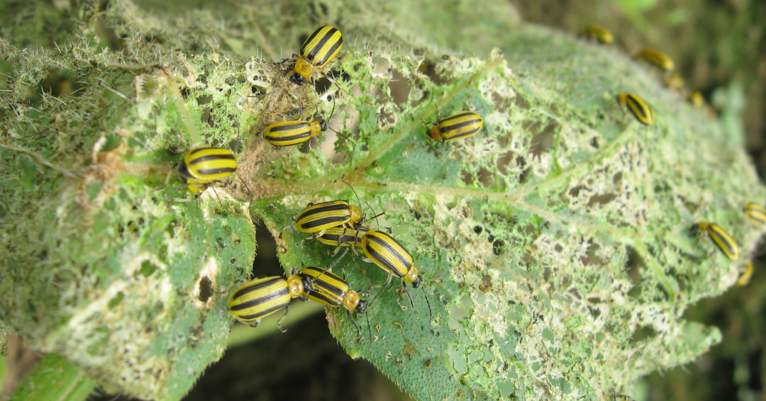 Striped Cucumber Beetle Feeding Damage on Foliage