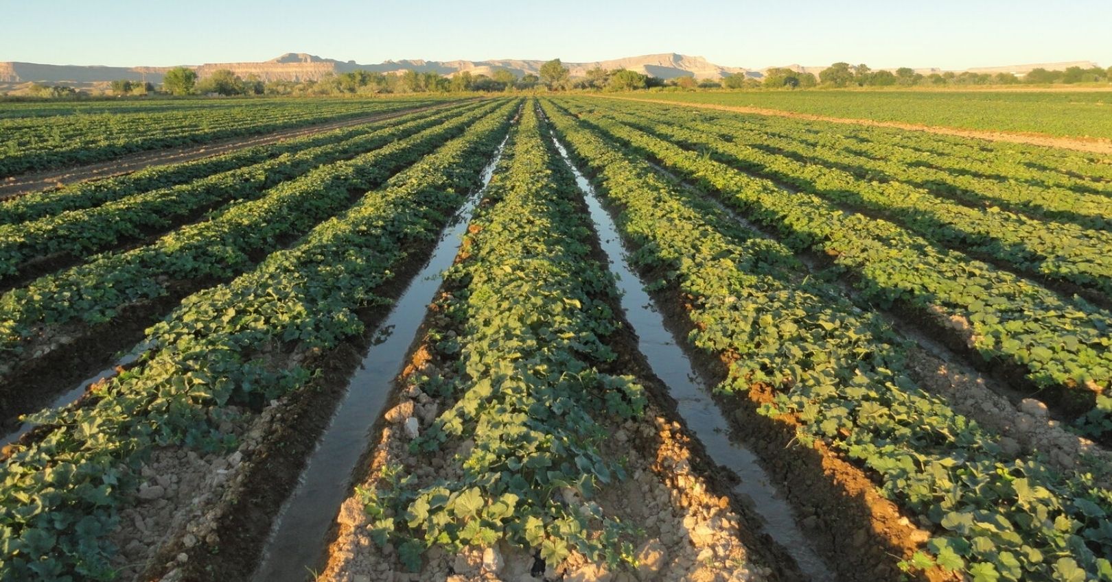 Furrow irrigation on a melon farm in Emery County, Utah