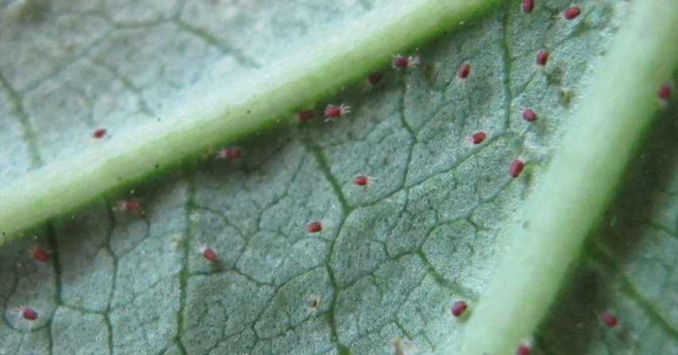 Spider Mites on Cucurbit Leaf (pestnet.org)