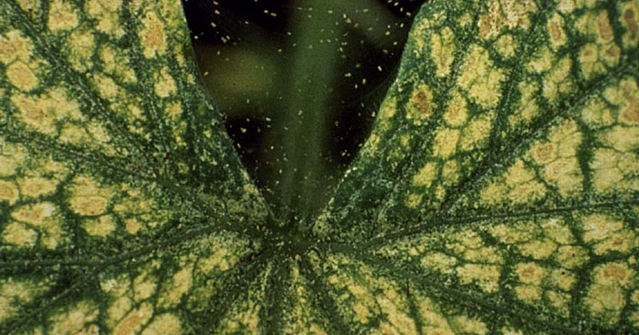Spider Mites on Cucurbit Leaf (Texas A&M University)