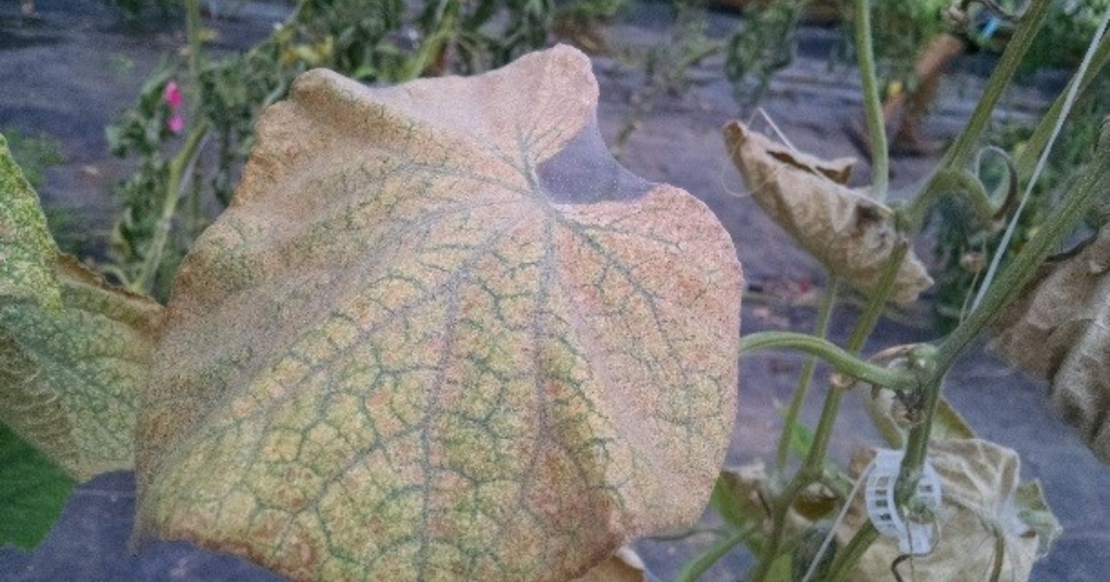 Spider Mites on Cucurbit Leaf