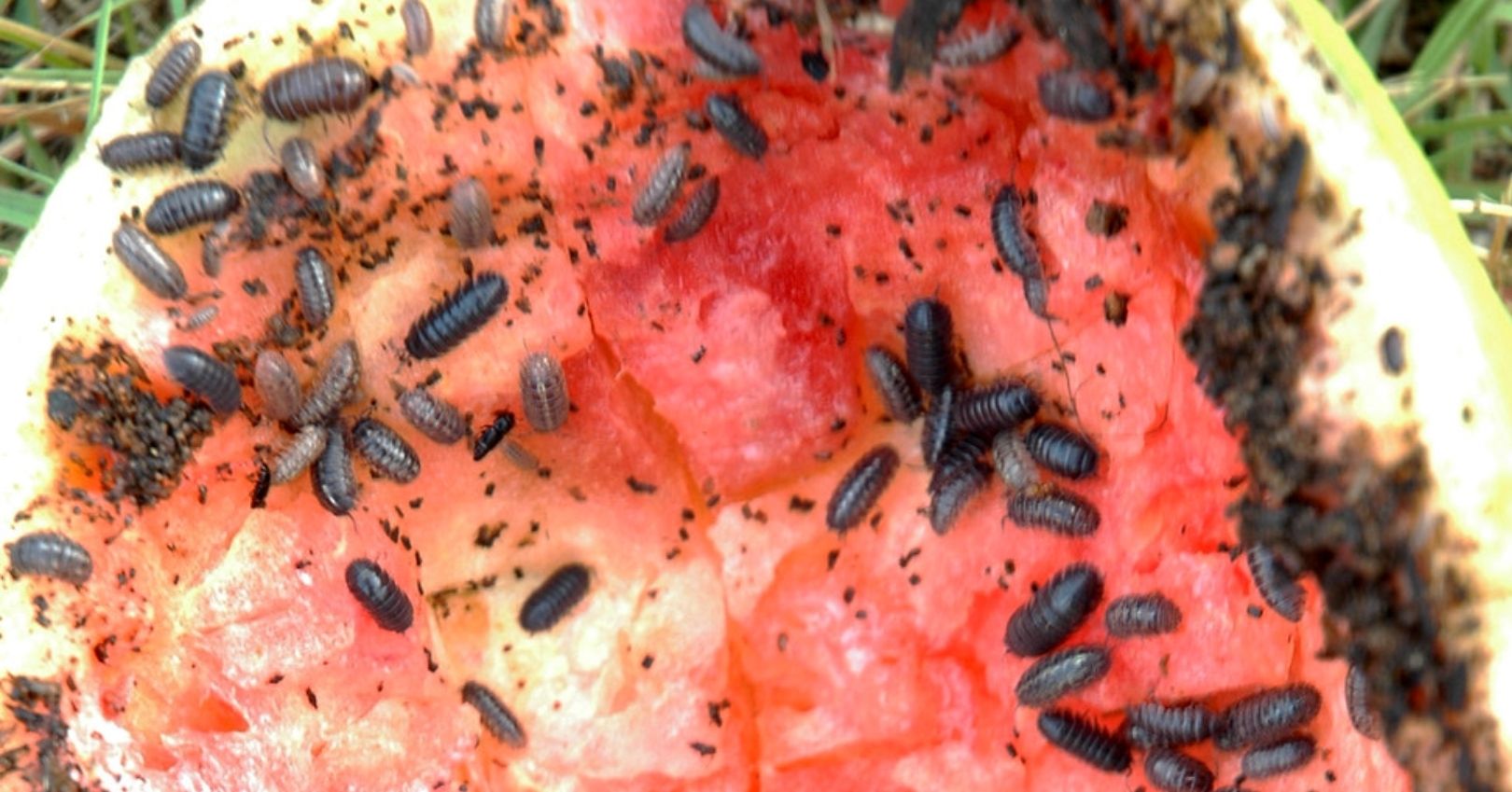 Sowbug/Pillbug Feeding on Watermelon (© 2009 Caroline Homer)