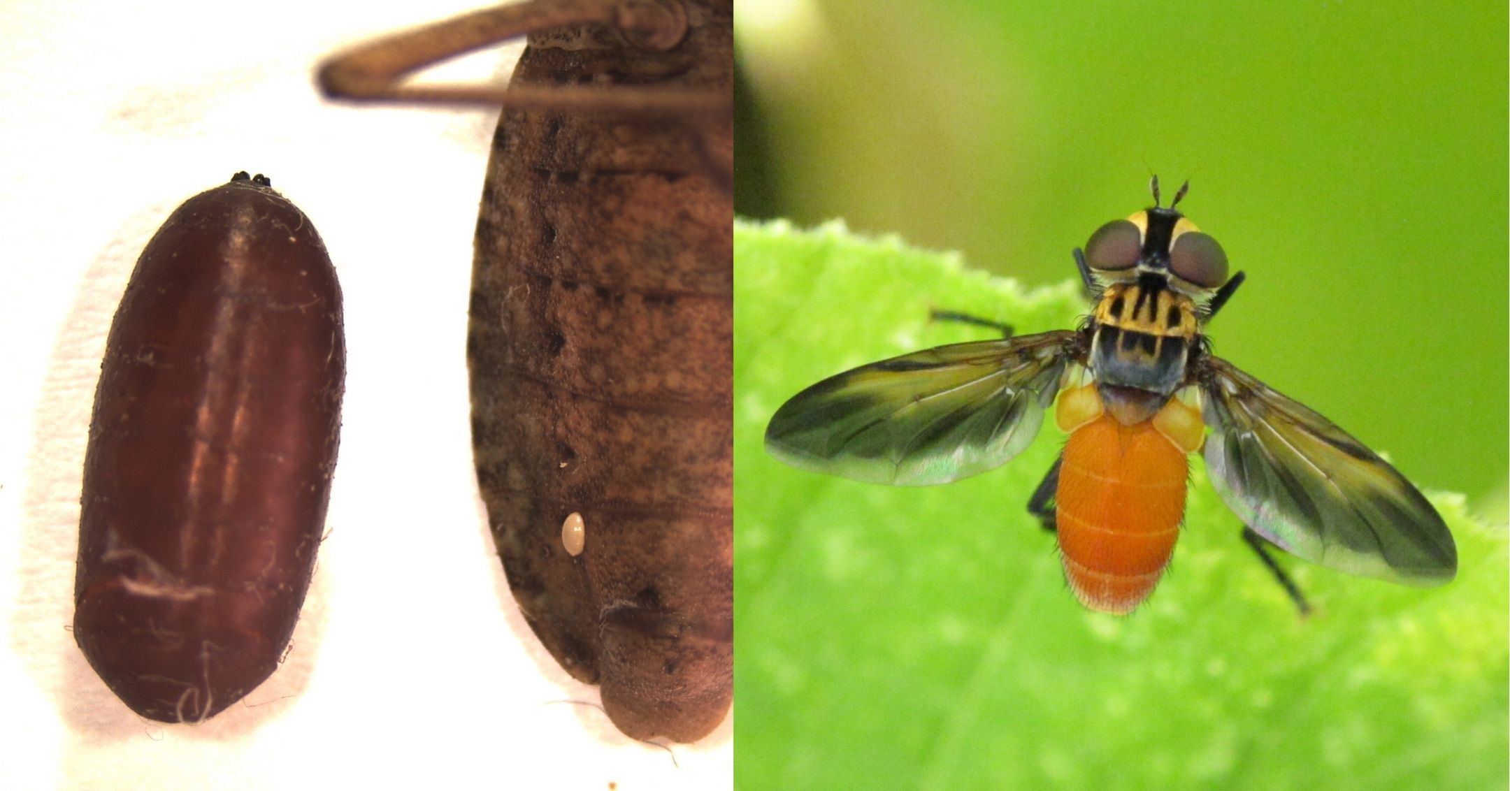 Parasitized Squash Bug and Tachinid Fly