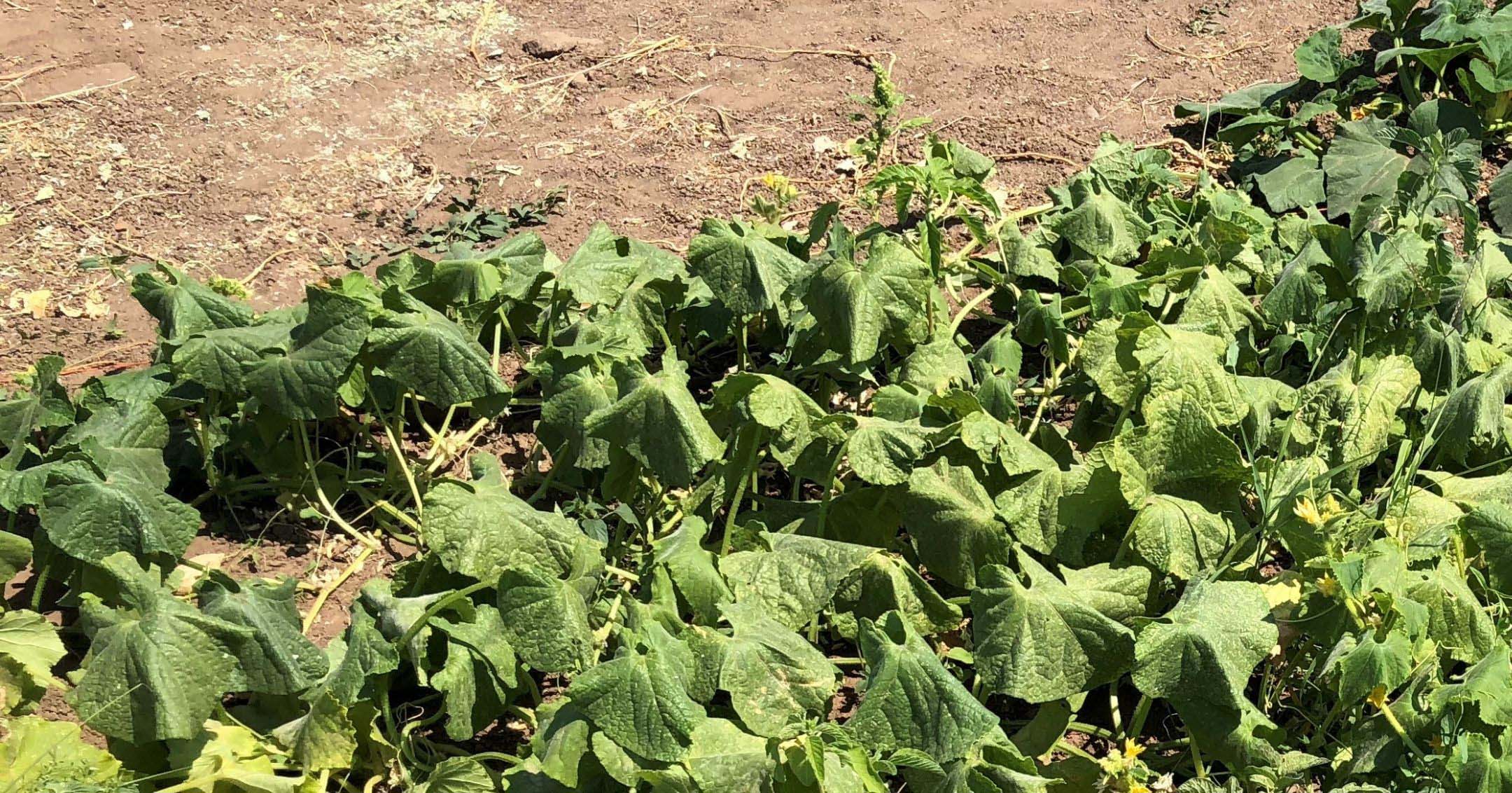 Squash Bug Feeding Damage (Wilt)