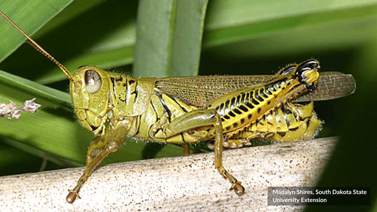 grasshopper