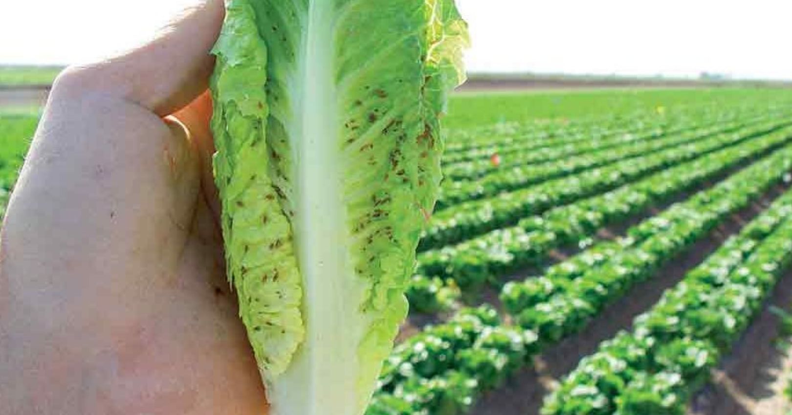 Aphids on Lettuce (growingproduce.com)