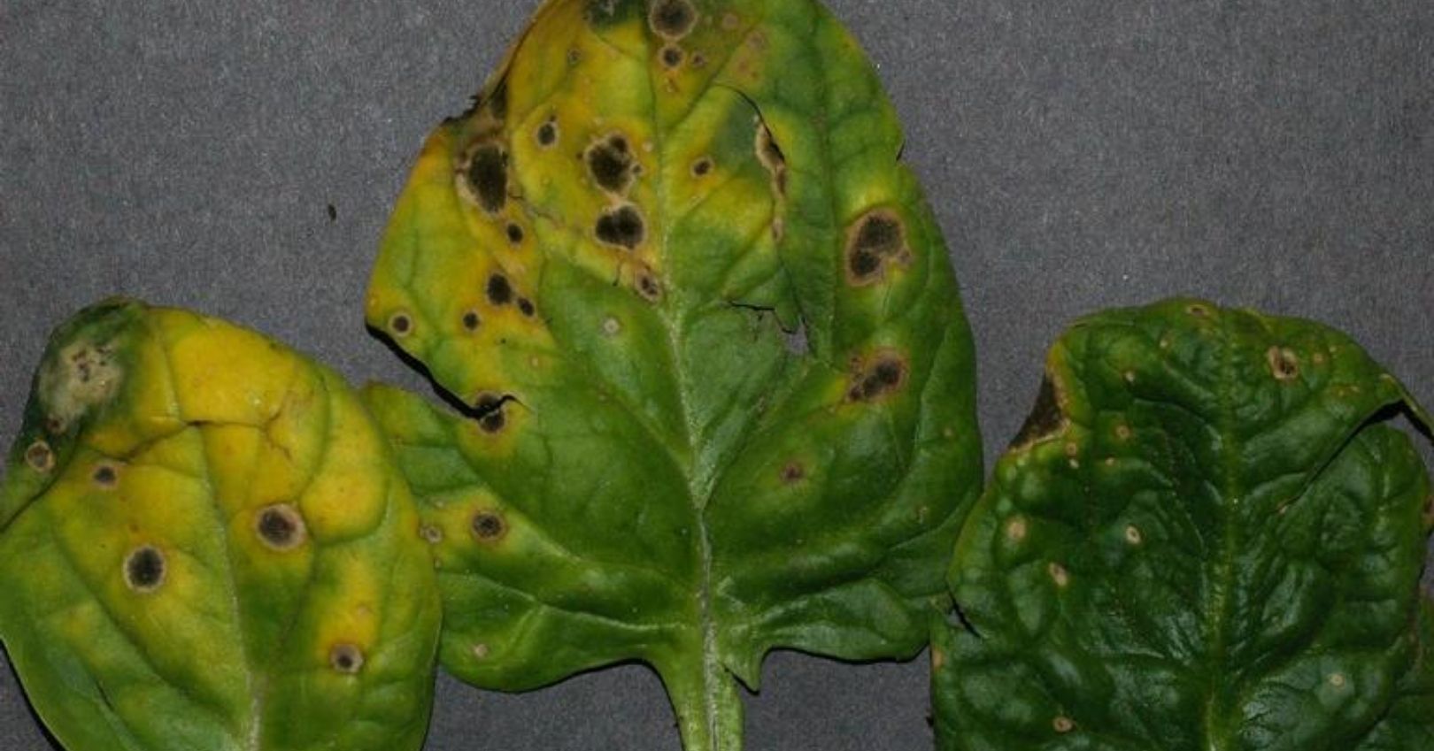 Cladosporium Leaf Spot on Spinach