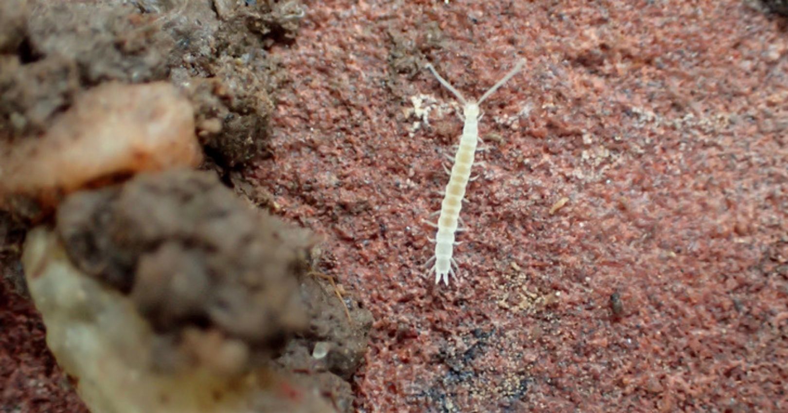 Symphylans (Garden Centipede)