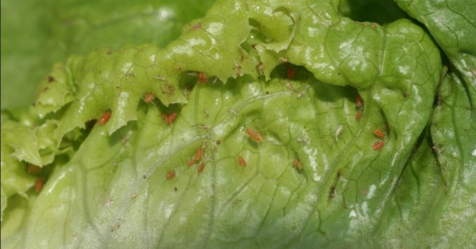 Aphids on Lettuce (Whitney Cranshaw, Colorado State University, Bugwood.org)