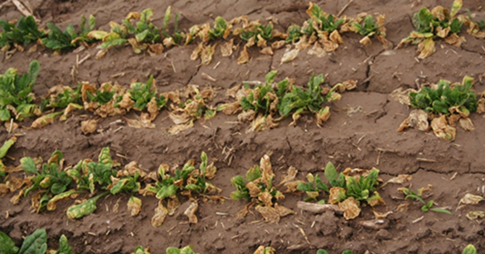 Beet Curly Top Virus in Spinach Field