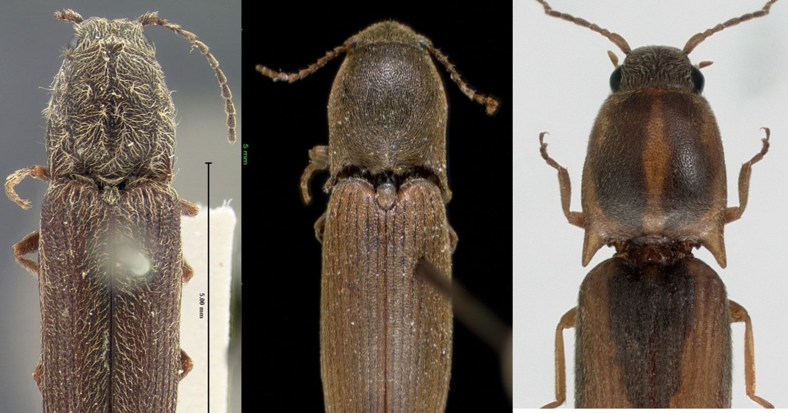 Various Species of Wireworm Adults (Click Beetles) (Bugwood.org)