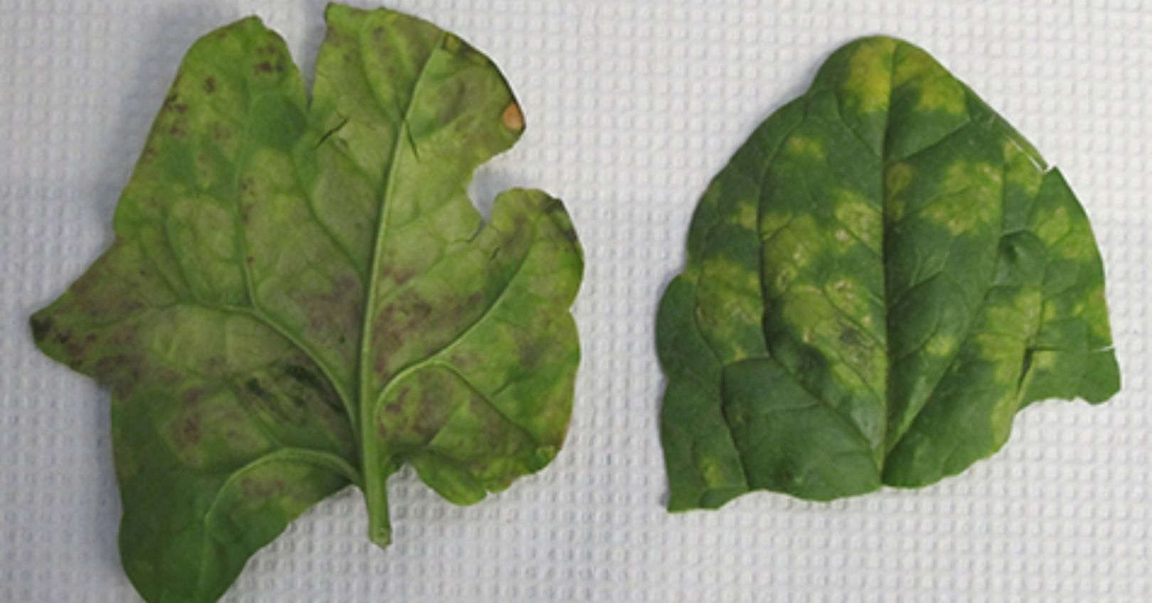 Downy Mildew of Spinach