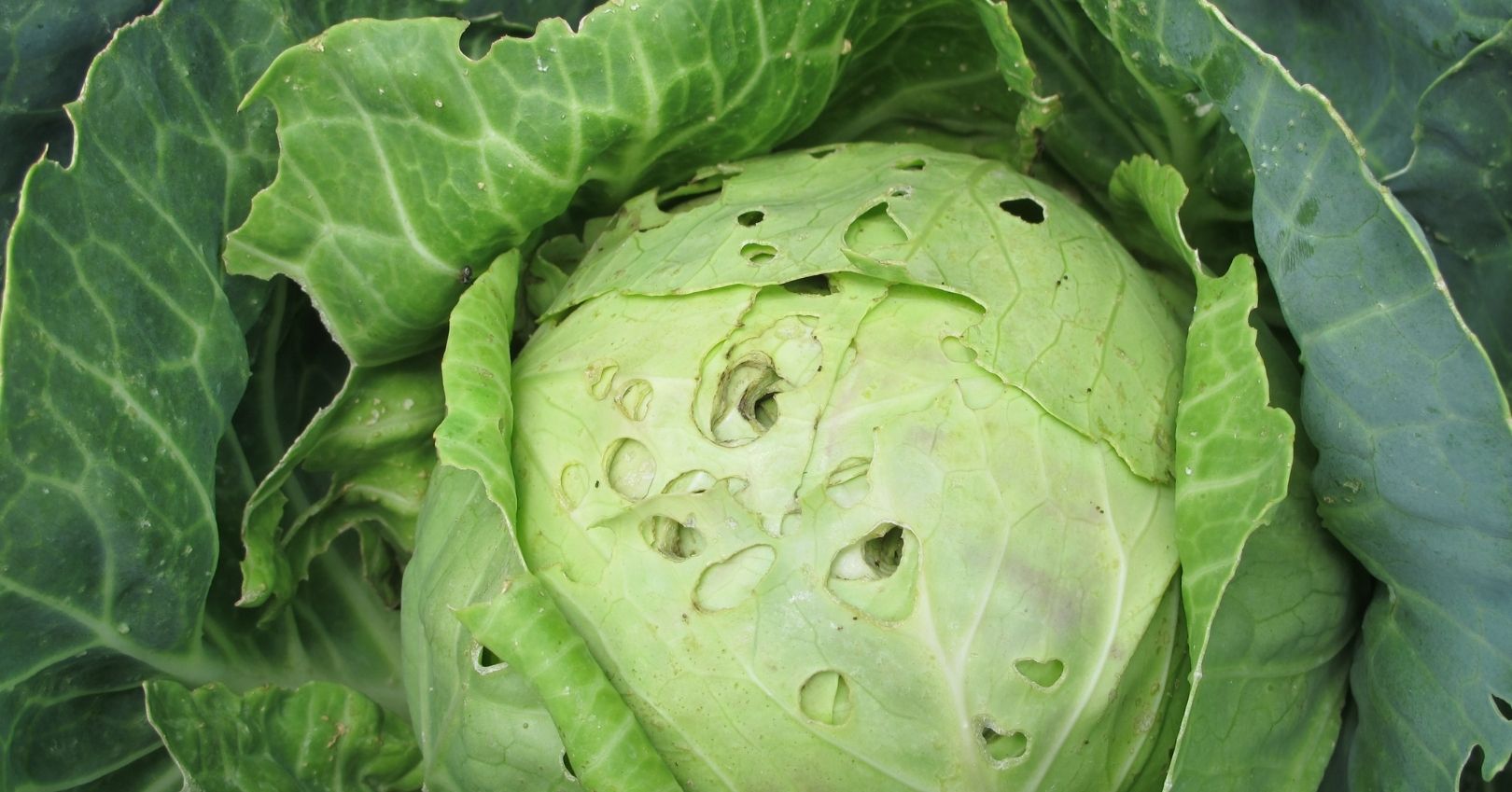 Earwig Feeding Damage on Cabbage