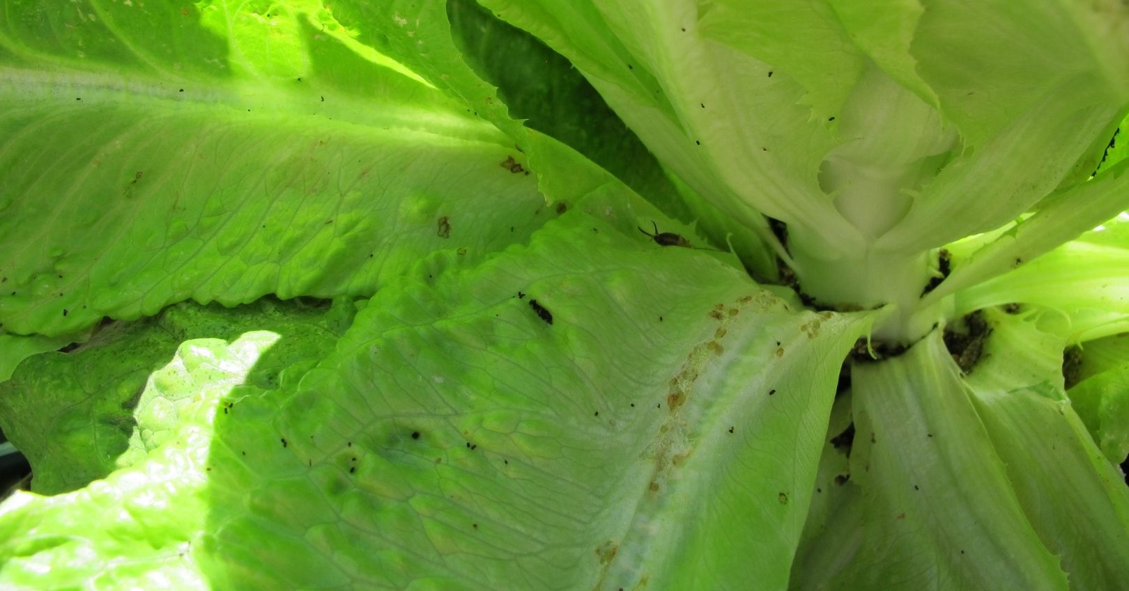 Earwig Feeding Damage on Lettuce