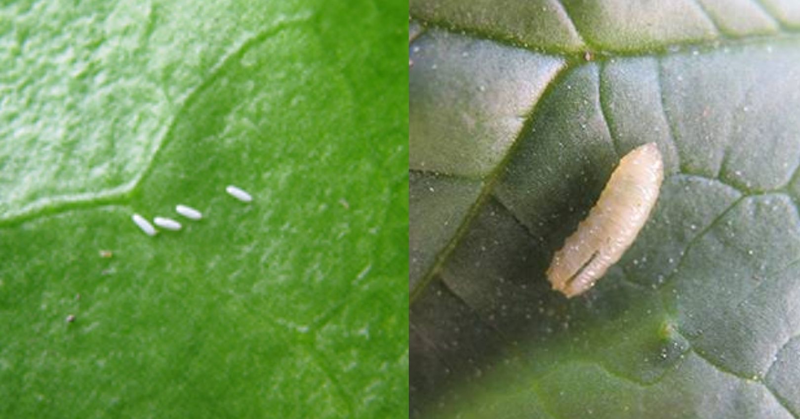 Leafminer Eggs and Larva (Maggot)