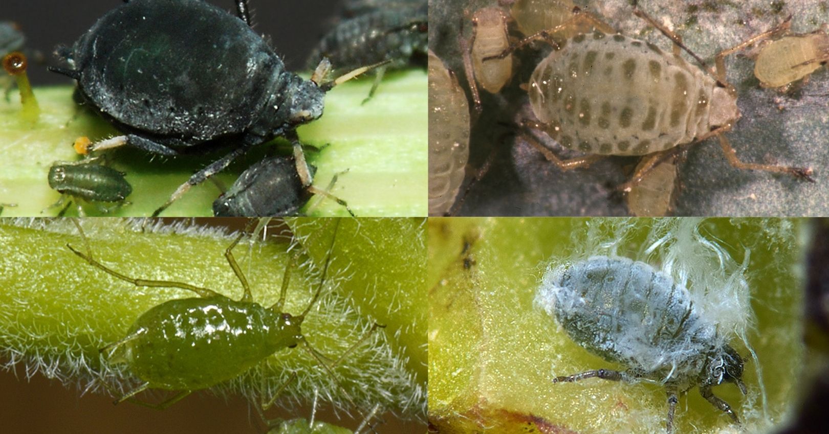 Bean Aphid, Turnip Aphid, Lettuce Aphid, Lettuce Root Aphid (influentialpoints.com + bugwood.org))