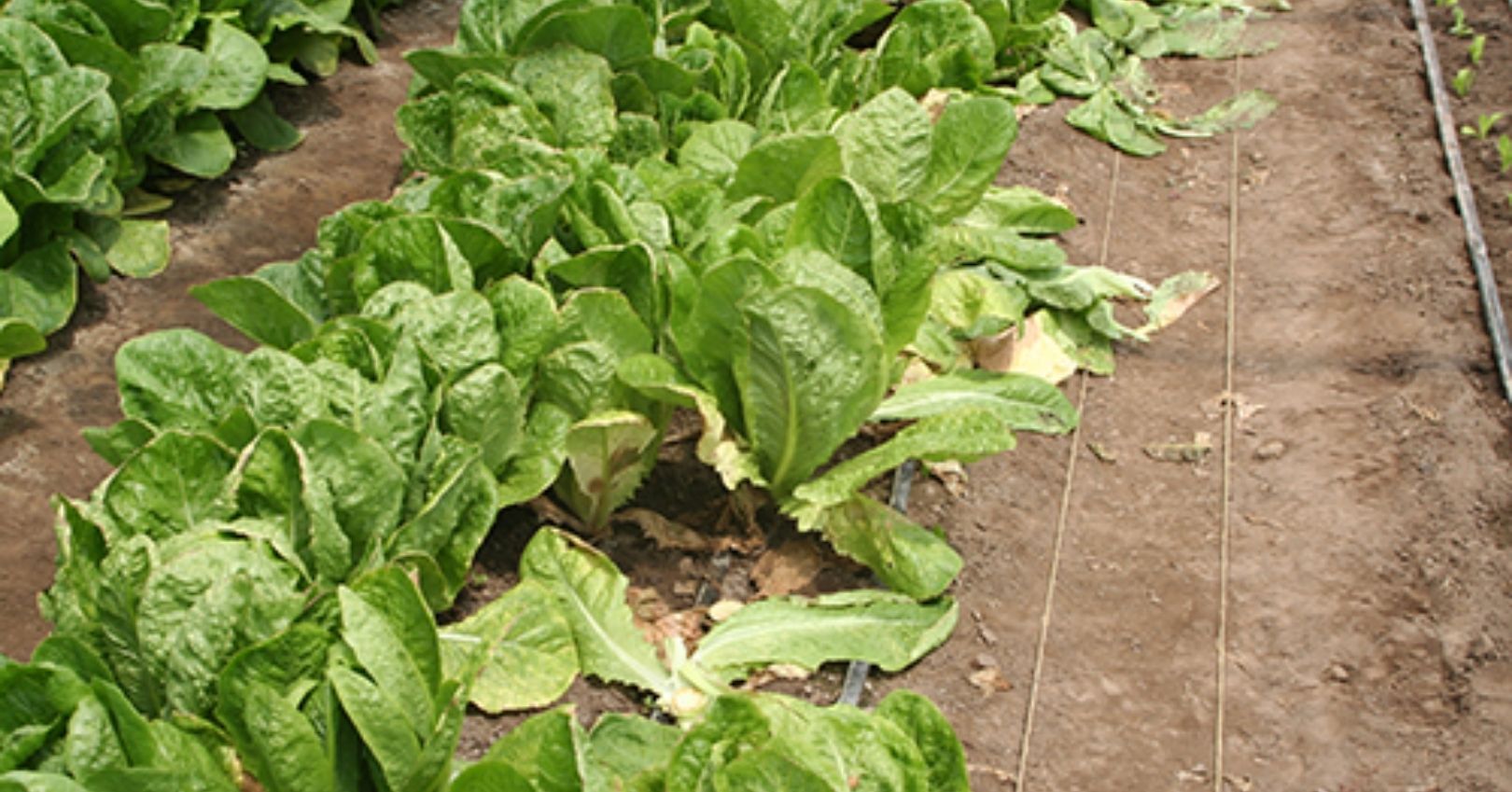 Drop (Sclerotinia Rot) in Lettuce