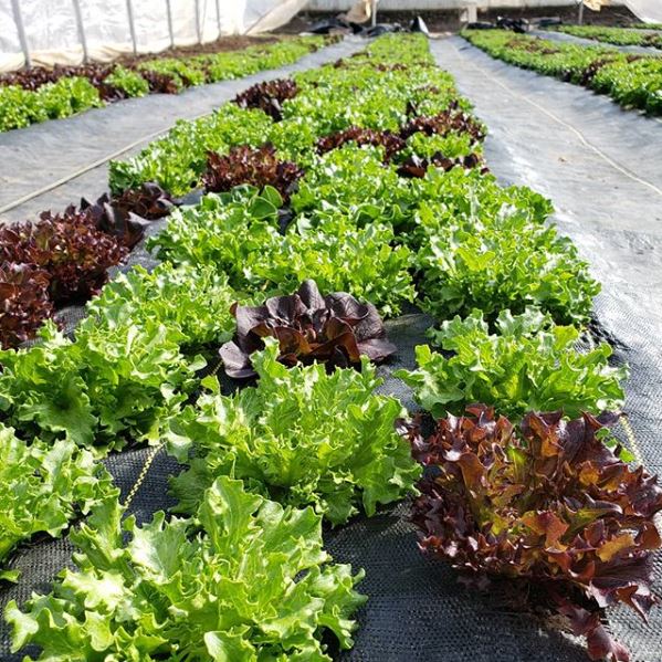 Commercial Lettuce Production ('Farm Yard Fresh' - Utah County, UT)