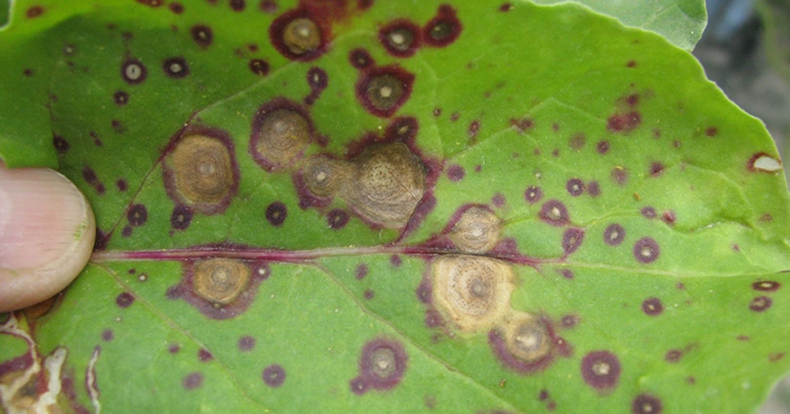 Beet Greens Infected with Phoma Leaf Spot