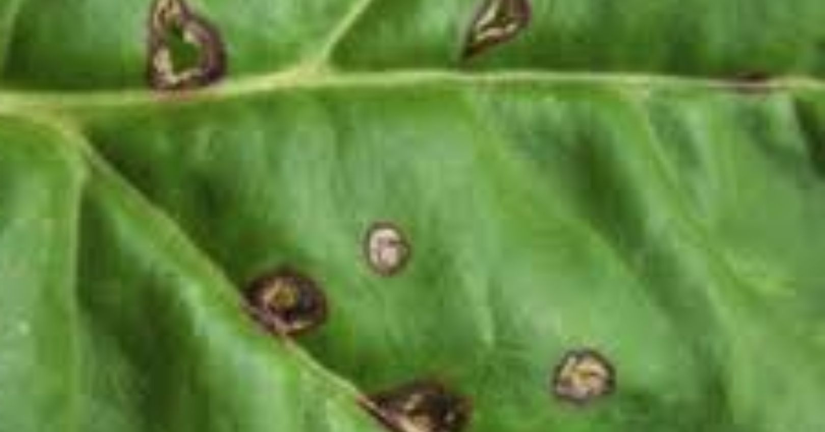 Chard Infected with Phoma Leaf Spot