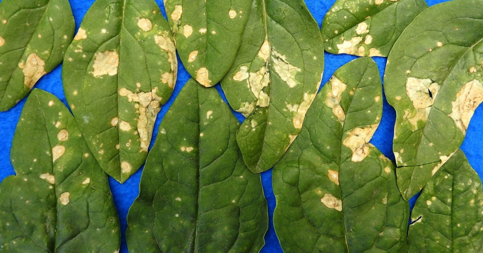 Stemphylium Leaf Spot on Spinach
