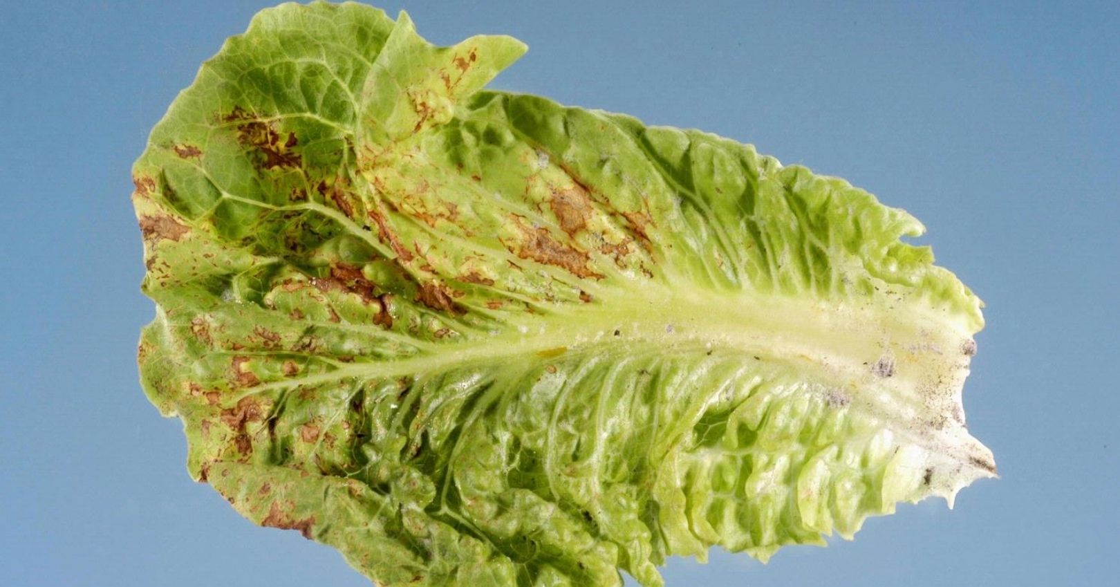 Lettuce infected with TSWV (Jeffrey W. Lotz, Florida Department of Agriculture and Consumer Services, Bugwood.org)