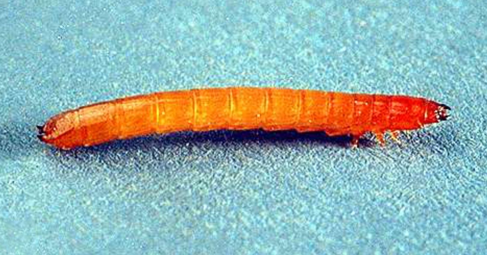 Wireworm (Larva)