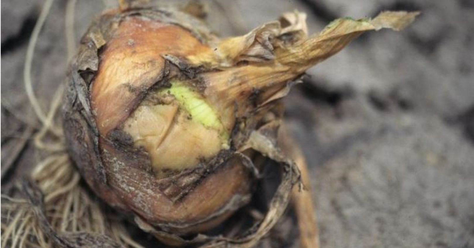Bacterial Soft Rot in Onions (Howard F. Schwartz, Colorado State University, Bugwood.org)