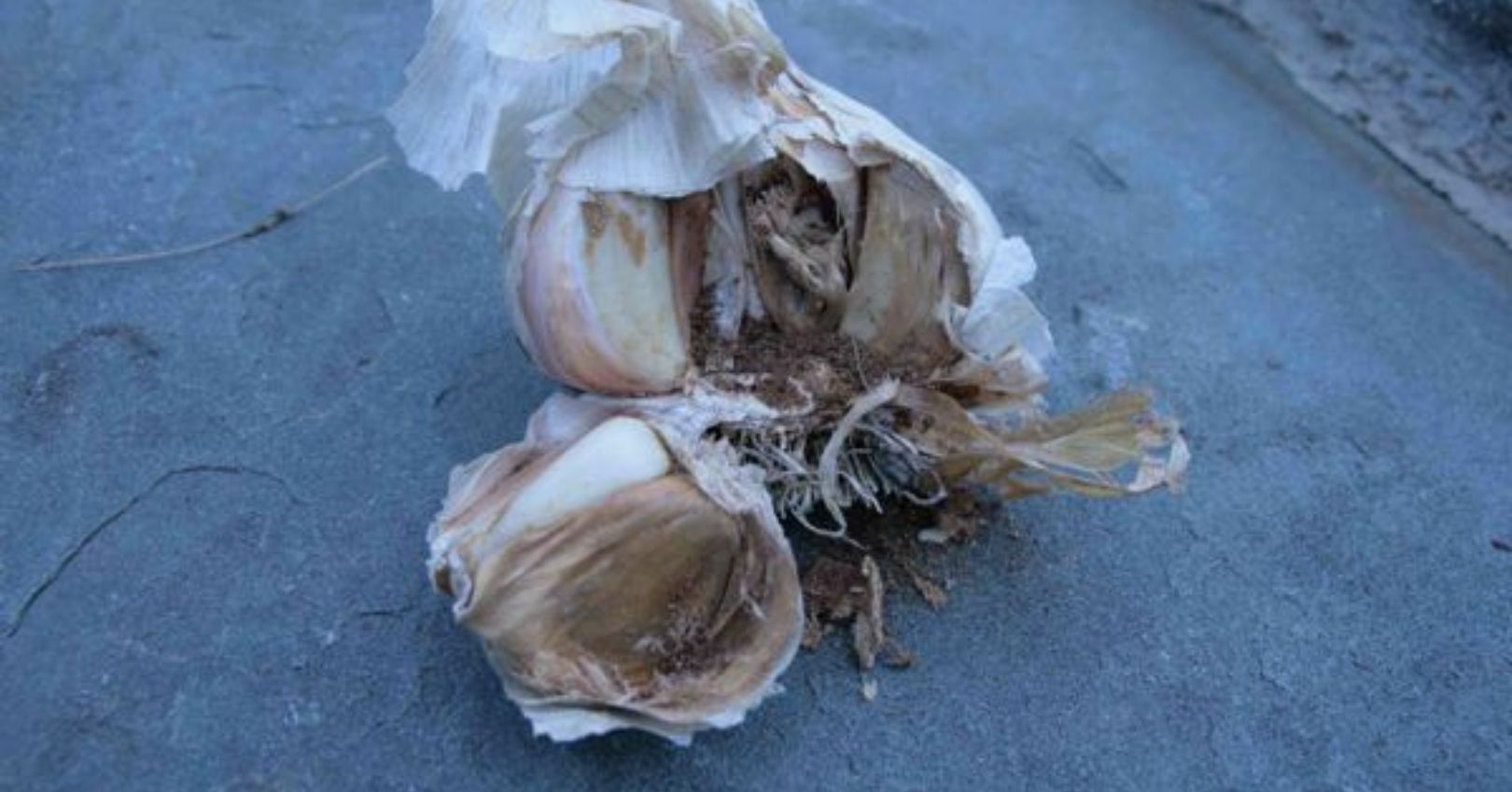 Bulb Mite Damage on Onion