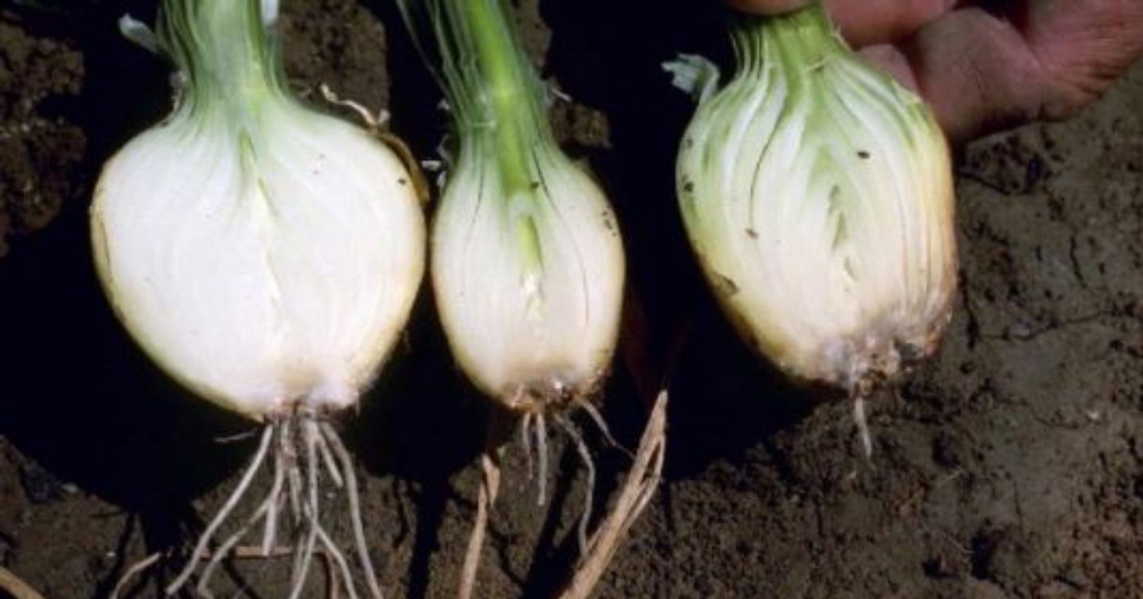 Fusarium basal-rot on onion (Fusarium Basal Rot (Howard F. Schwartz, Colorado State University, Bugwood.org))