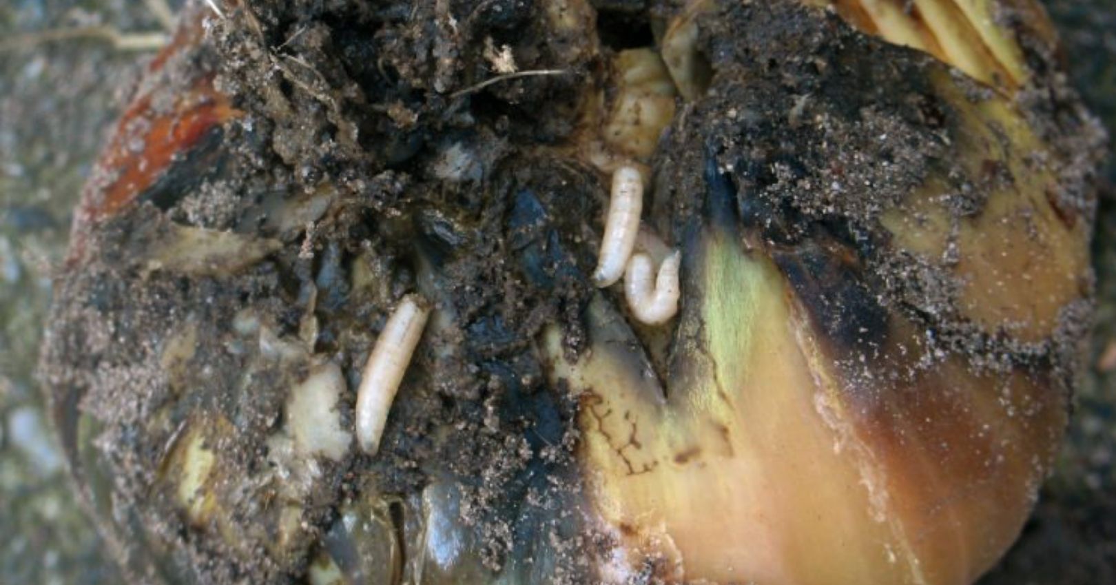 Onion Maggot Damage (Rasback, wikipedia.com)