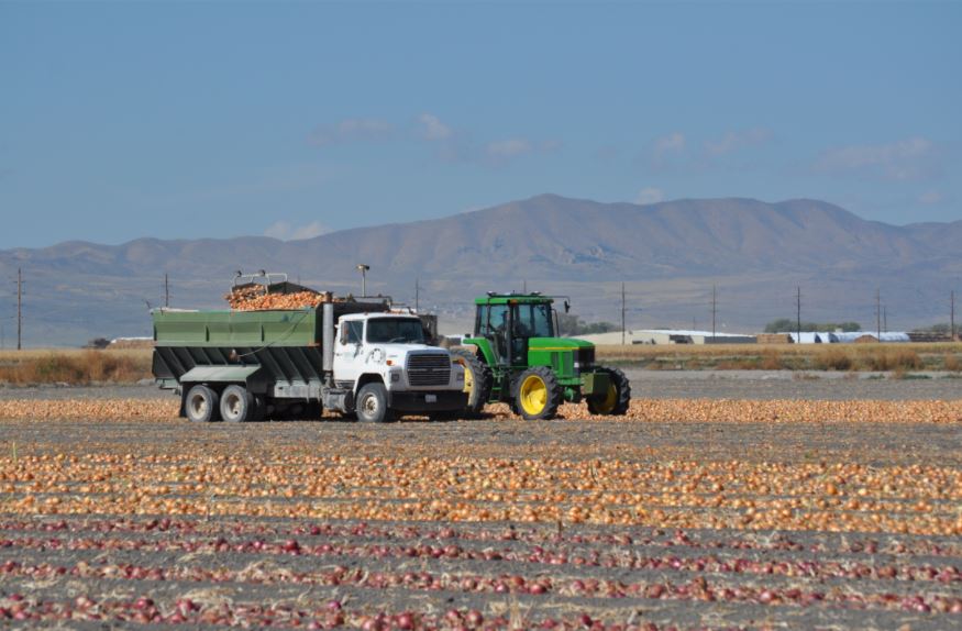 Commercial onion farm in Davis County, Utah (onionbusiness.com)