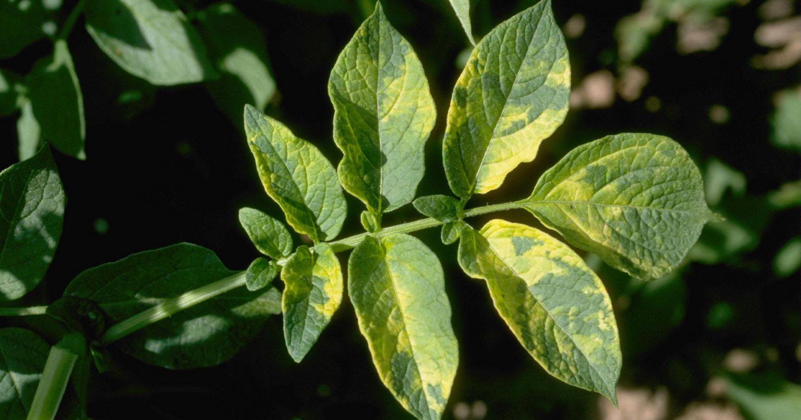 Alfalfa Mosaic Virus in Potato