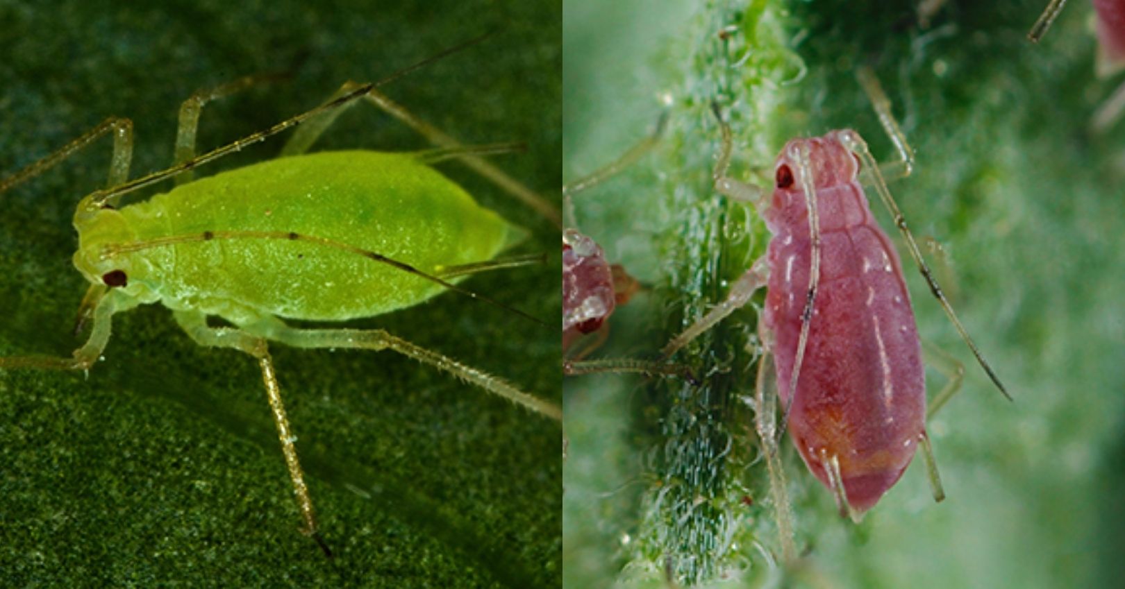 Green Peach Aphid and Potato Aphid