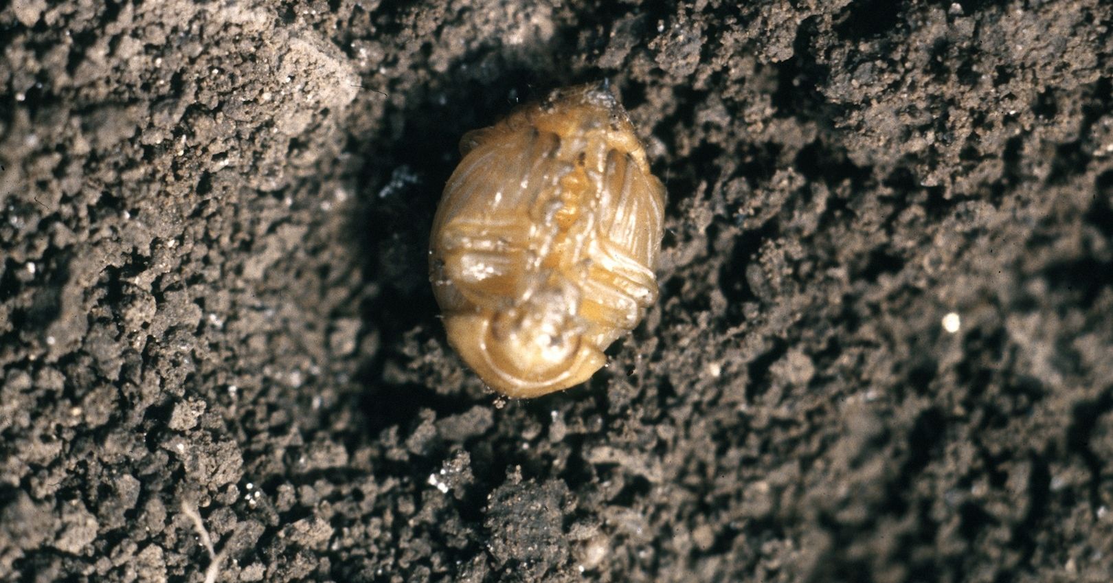 Colorado Potato Beetle Pupa