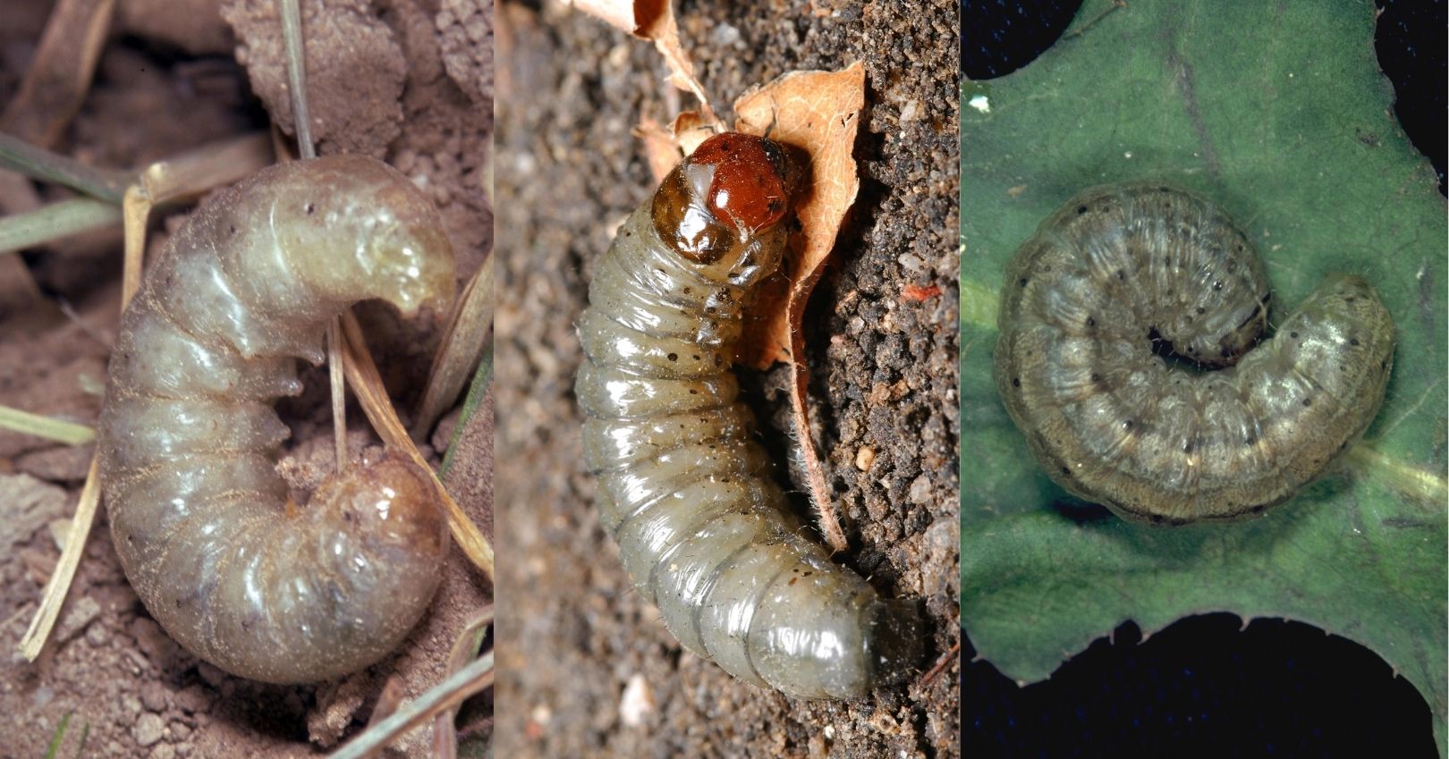 Western Pale Cutworm, Glassy Cutworm, and Army Cutworm (bugwood.org)