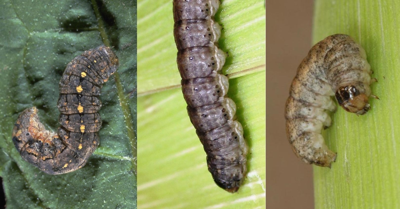 Variegated Cutworm, Black Cutworm, and Western Bean Cutworm (bugwood.org)