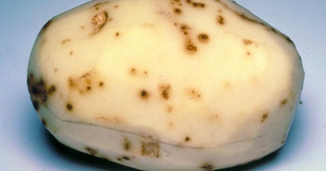 Flea Beetle Larva Damage on Potato Tuber
