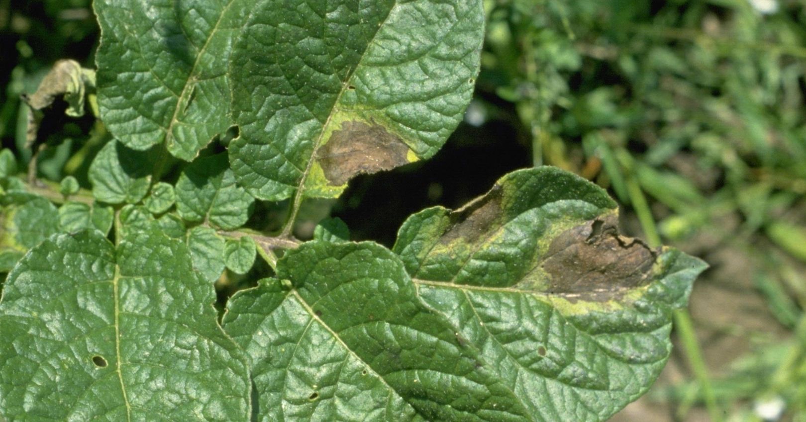 Late Blight Lesions on Potato Foliage