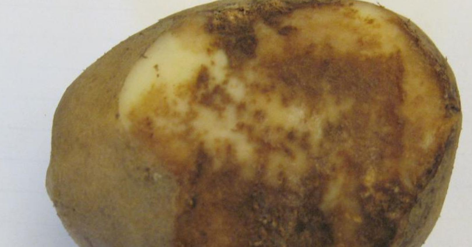 Late Blight Symptoms on Potato Tuber