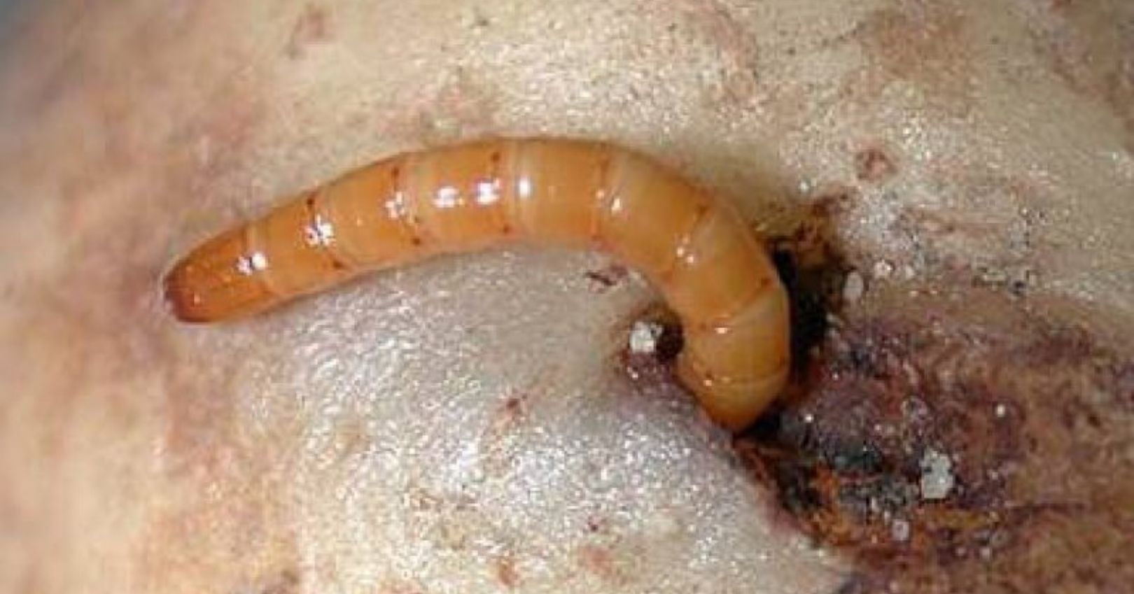 Wireworm in Potato Tuber