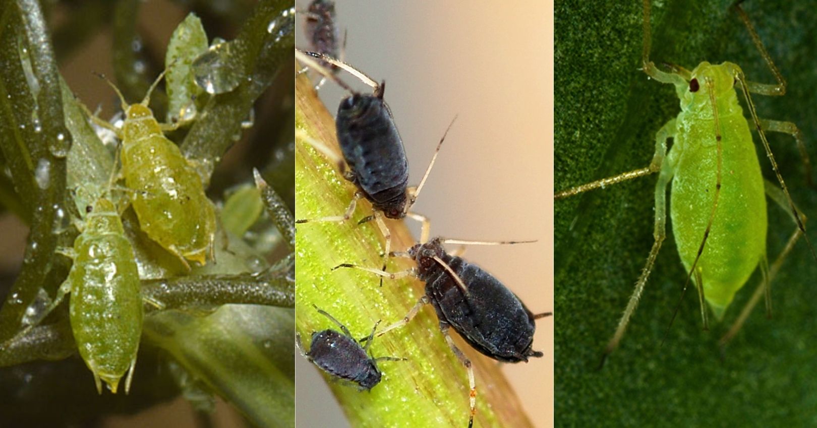 Willow-Carrot Aphid, Bean Aphid, and Green Peach Aphid (David Fenwick, influentialpoints.com)