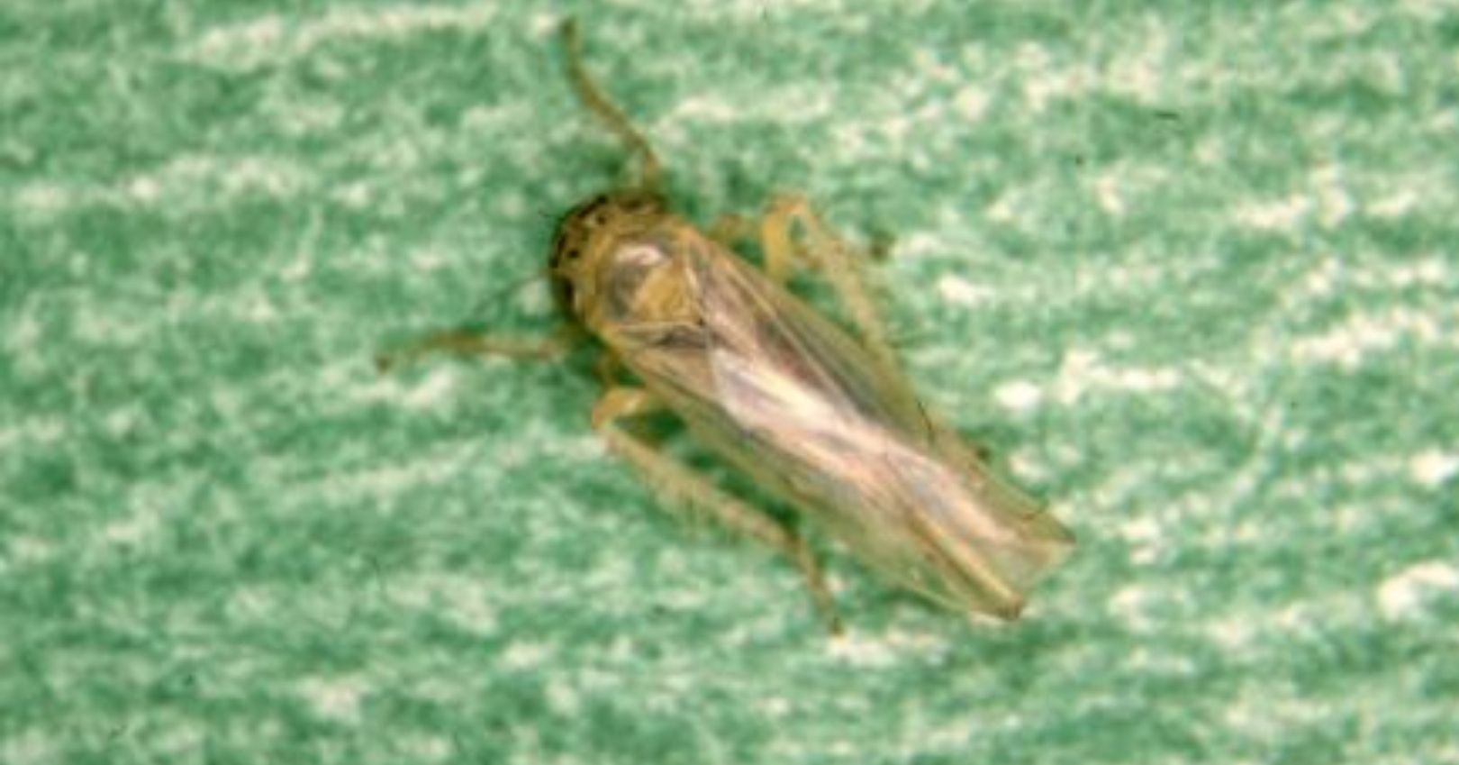 Aster Leafhopper (Whitney Cranshaw, Colorado State University)