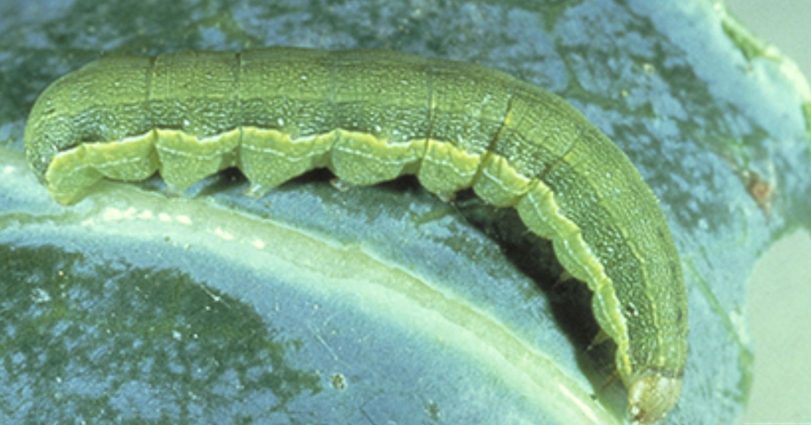 Beet Armyworm