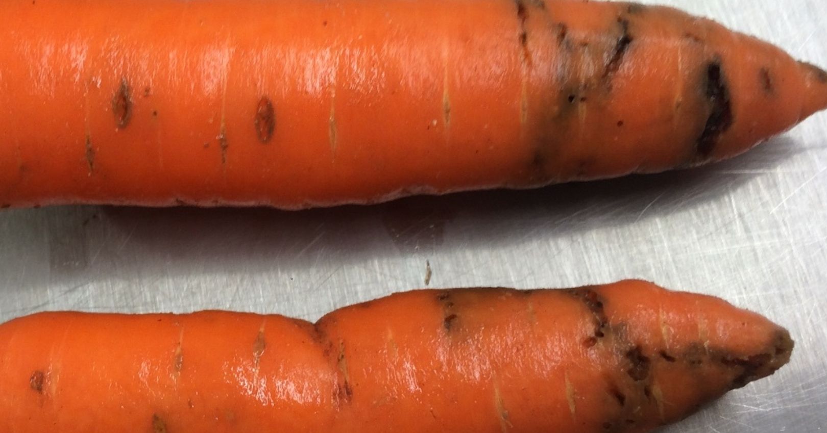 Cavity Spot in Carrots (Bayer)