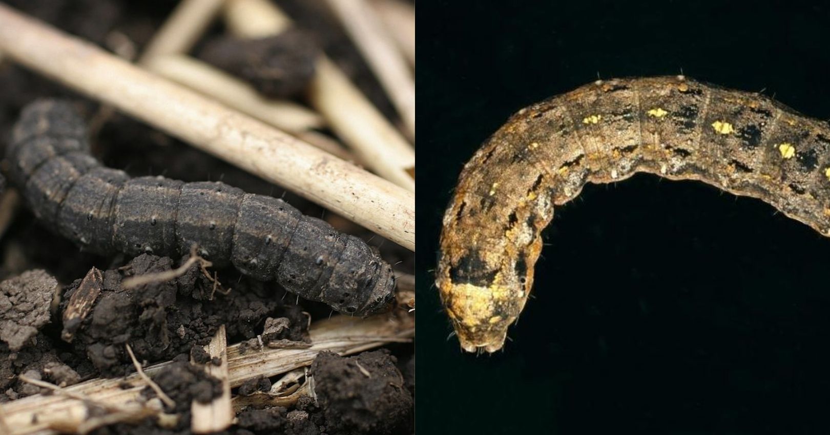 Black and Variegated Cutworms