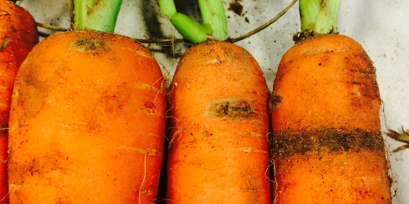 Scab in Carrots