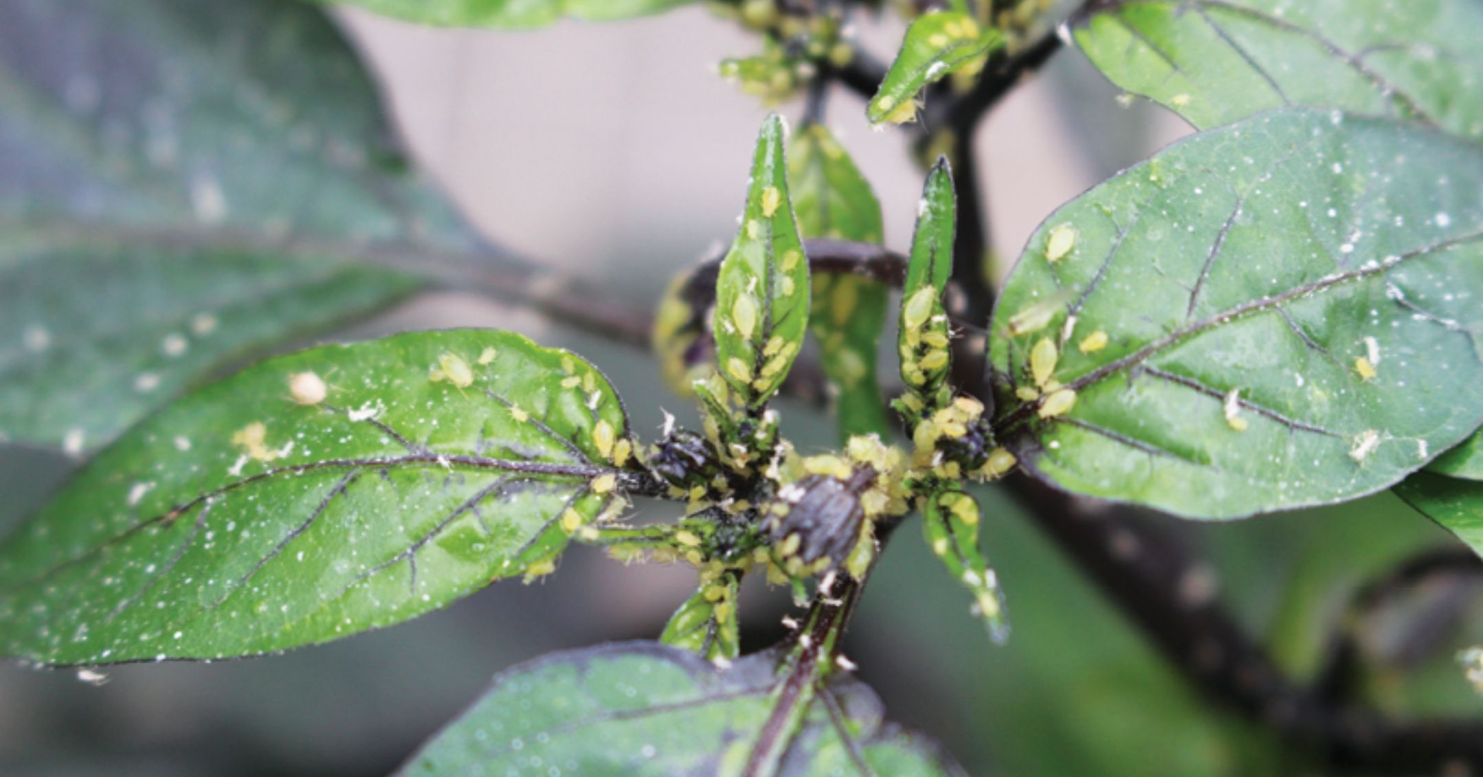 Aphids on Peppers