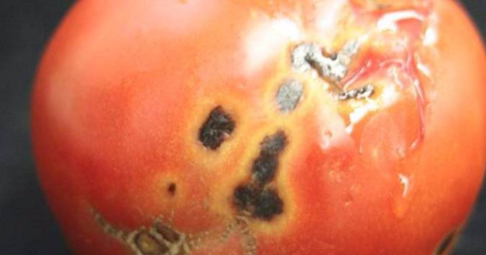Bacterial Speck Symptoms on Tomato