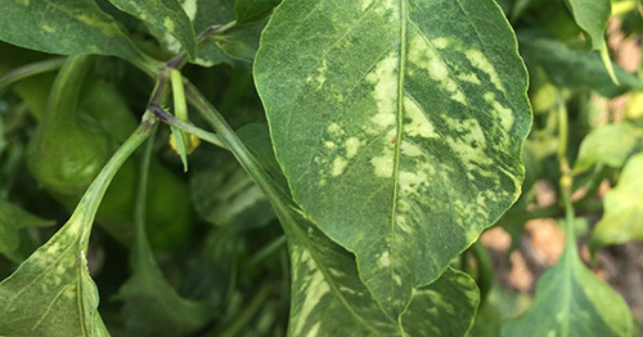 Alfalfa Mosaic Virus on Pepper